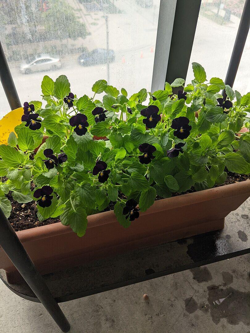Back to Black Viola Seeds – West Coast Seeds