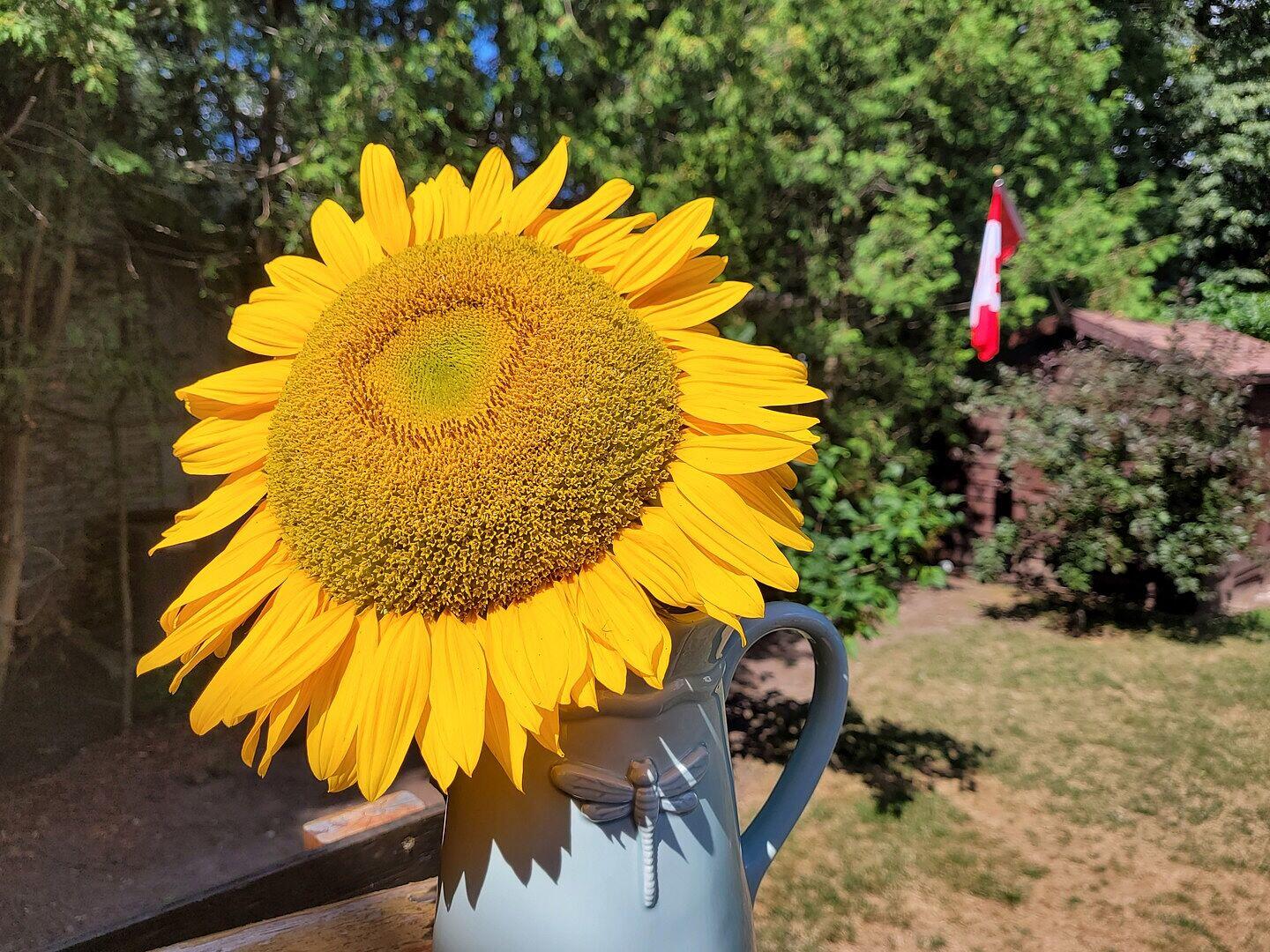 Sunrich Gold Sunflower Seeds – West Coast Seeds