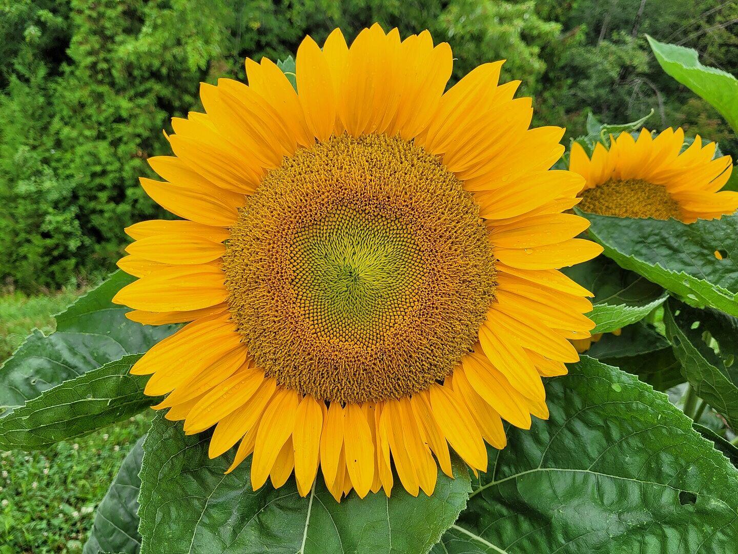 Sunrich Gold Sunflower Seeds – West Coast Seeds