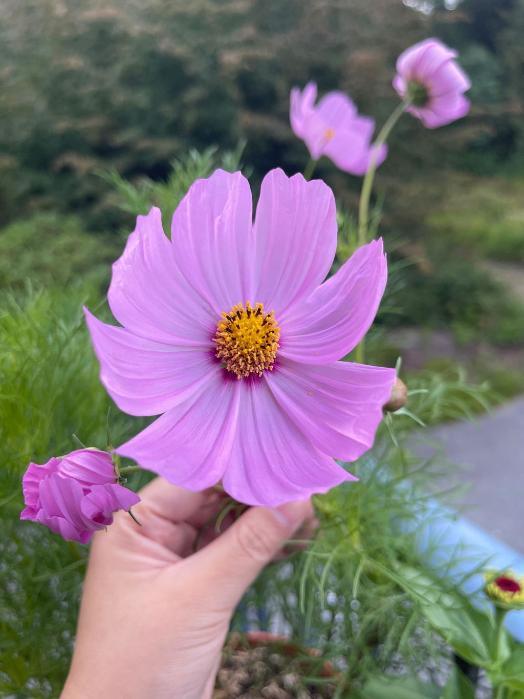 Mini Blend Cosmos Seeds – West Coast Seeds