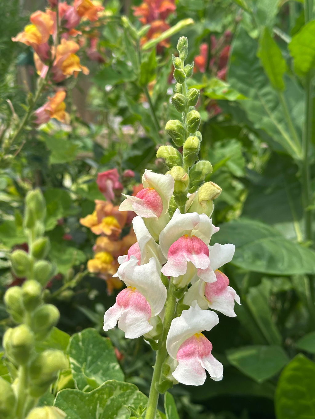 Potomac Apple Blossom F1 – West Coast Seeds
