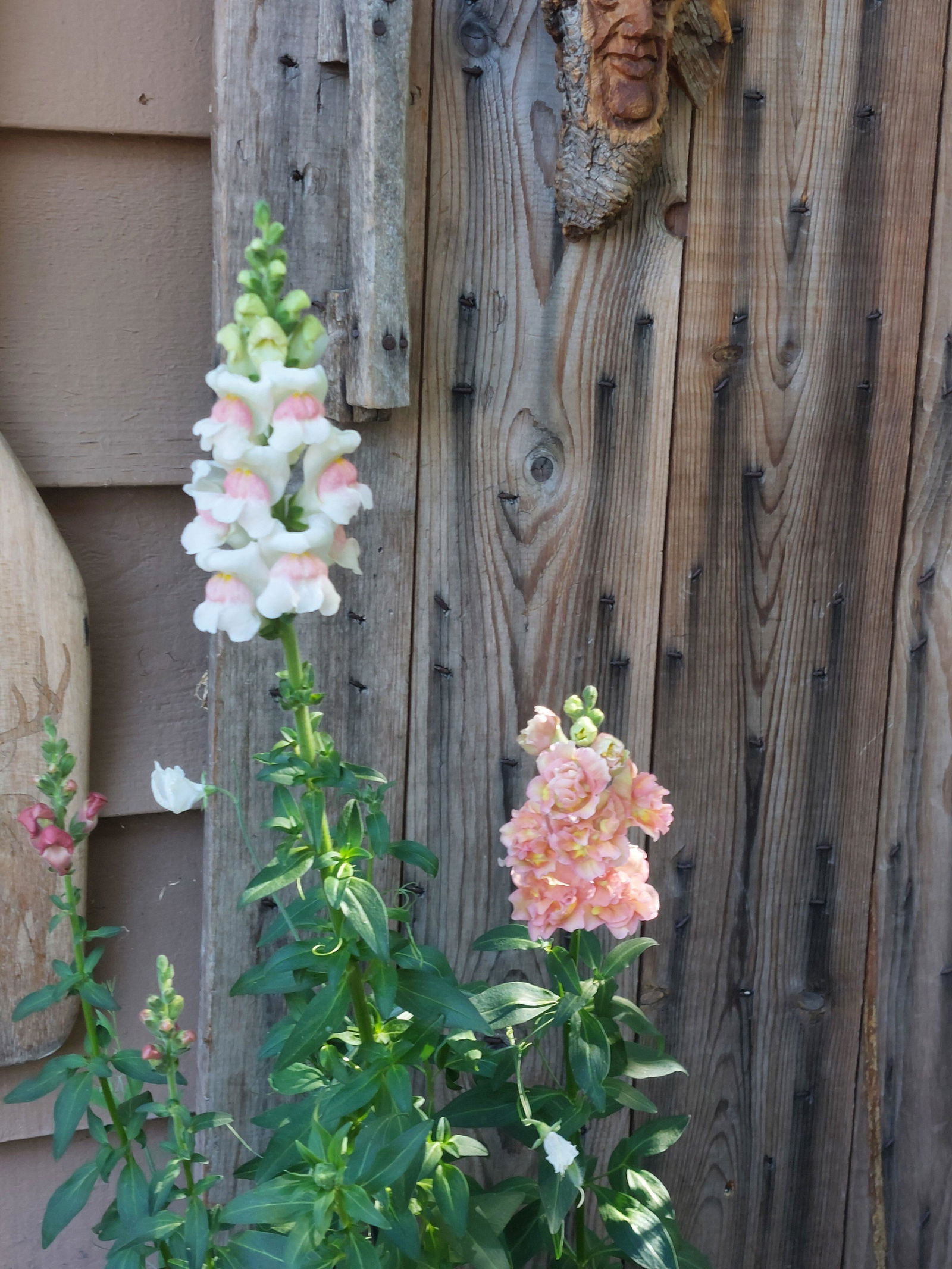 Potomac Apple Blossom F1 – West Coast Seeds