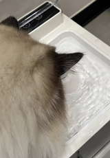 PawM review photo
