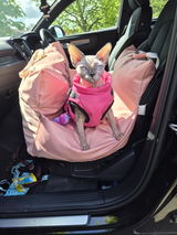 Hairless Whiskers Sphynx review photo