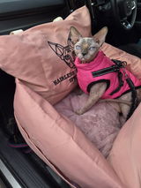Hairless Whiskers Sphynx review photo