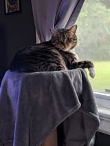 Missy review photo