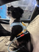 はなまる犬 review photo