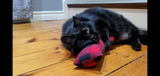 Julie Shark review photo