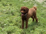 Ronald N. review photo