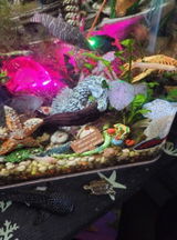 zoa review photo