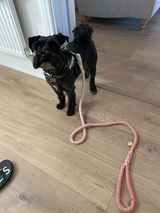 PACIFIC SUNSET - DOG ROPE LEAD