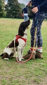 ELECTRIC CITY - DOG ROPE LEAD