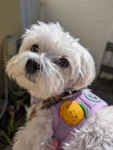 Grumpy Clementine Embroidered Iron-On Patch