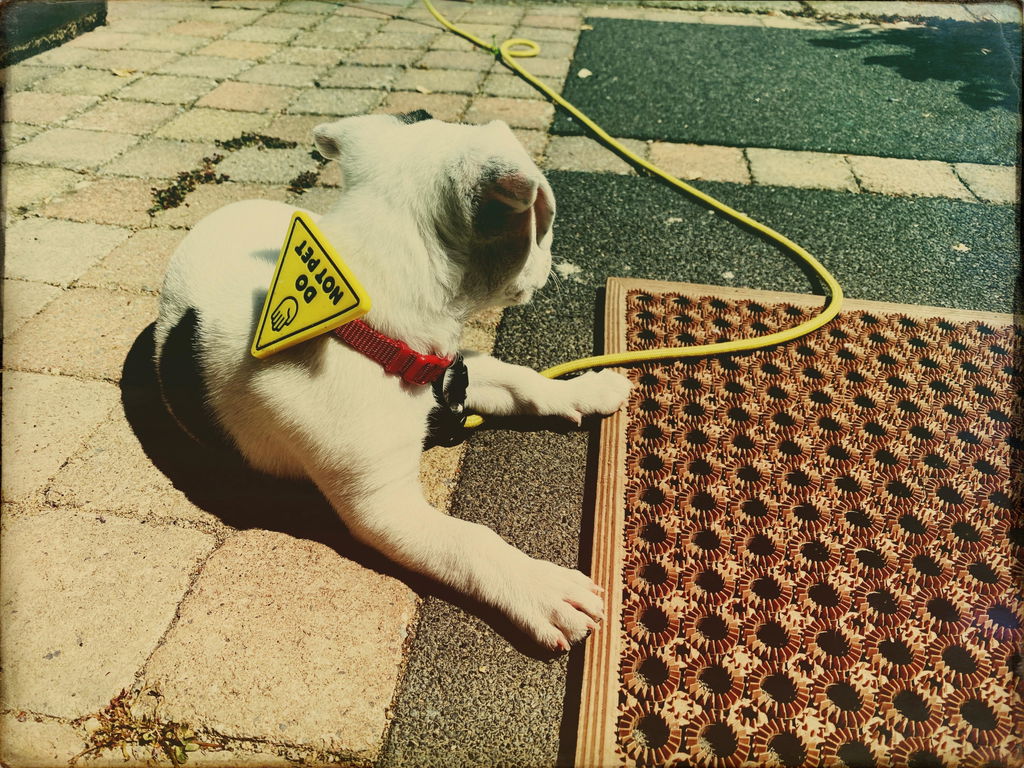 Do Not Pet Dog Jiby - Collar Charm