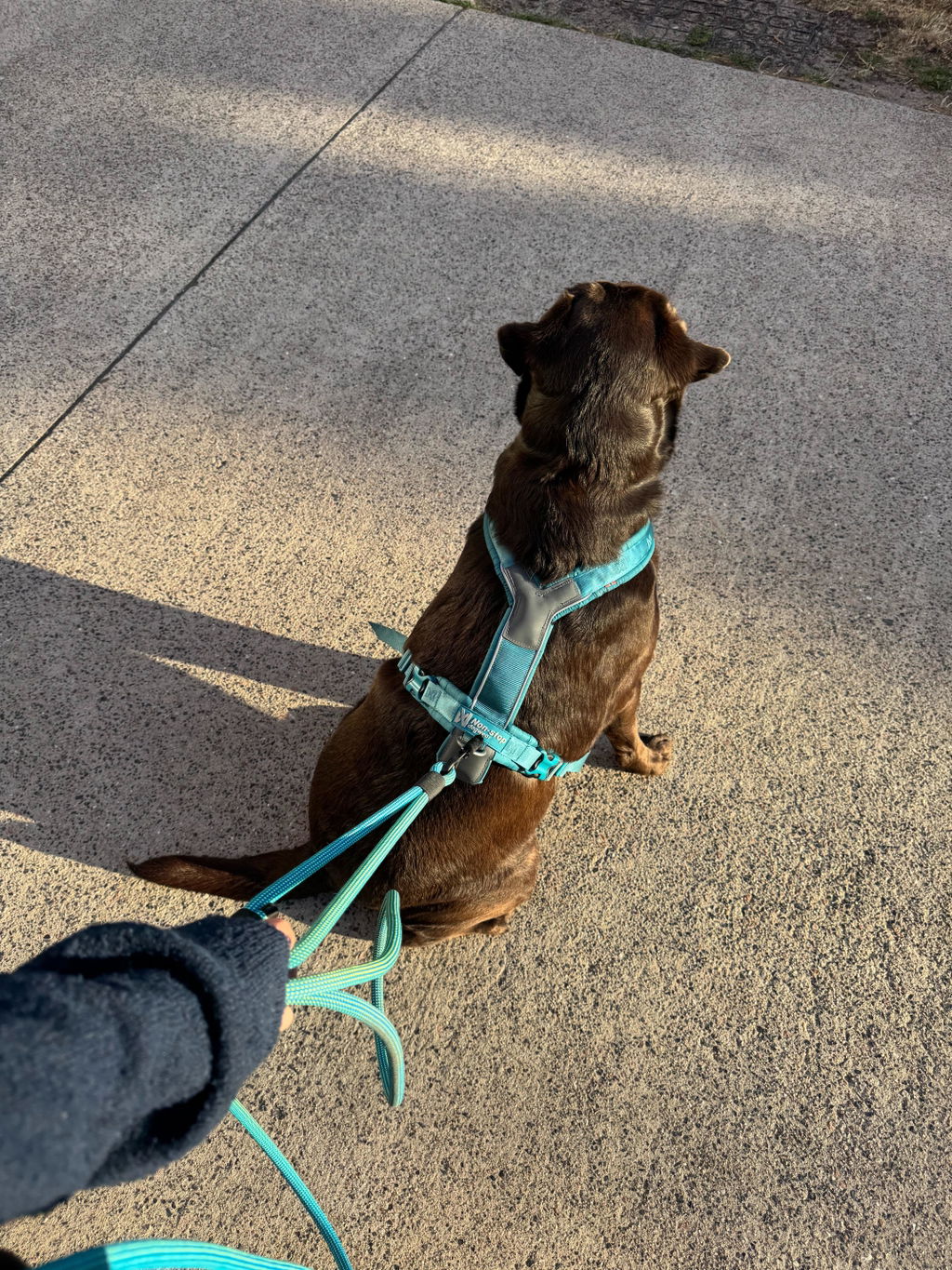 Convertible Leash w/ Traffic Handle – Standard (9–10 mm Rope)