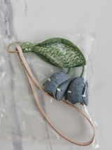 B.C. review photo