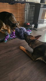 K9Stretch review photo