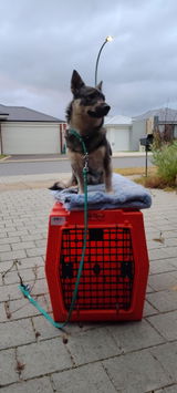Odindisa Swedish Vallhunds review photo
