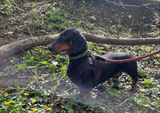 Willabean