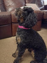The Hugo Dog Collar