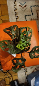 FABIENNE SUGRANES review photo