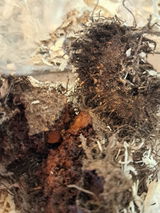 Patrice Papore review photo