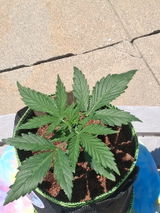 Anonymous review photo