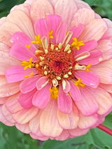 Hollyhocks review photo