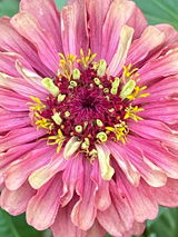 Hollyhocks review photo