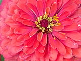 Hollyhocks review photo