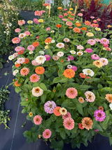 DixeyBloomsFlowerFarm review photo