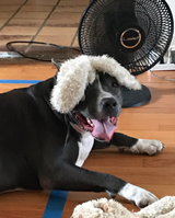 Cara review photo