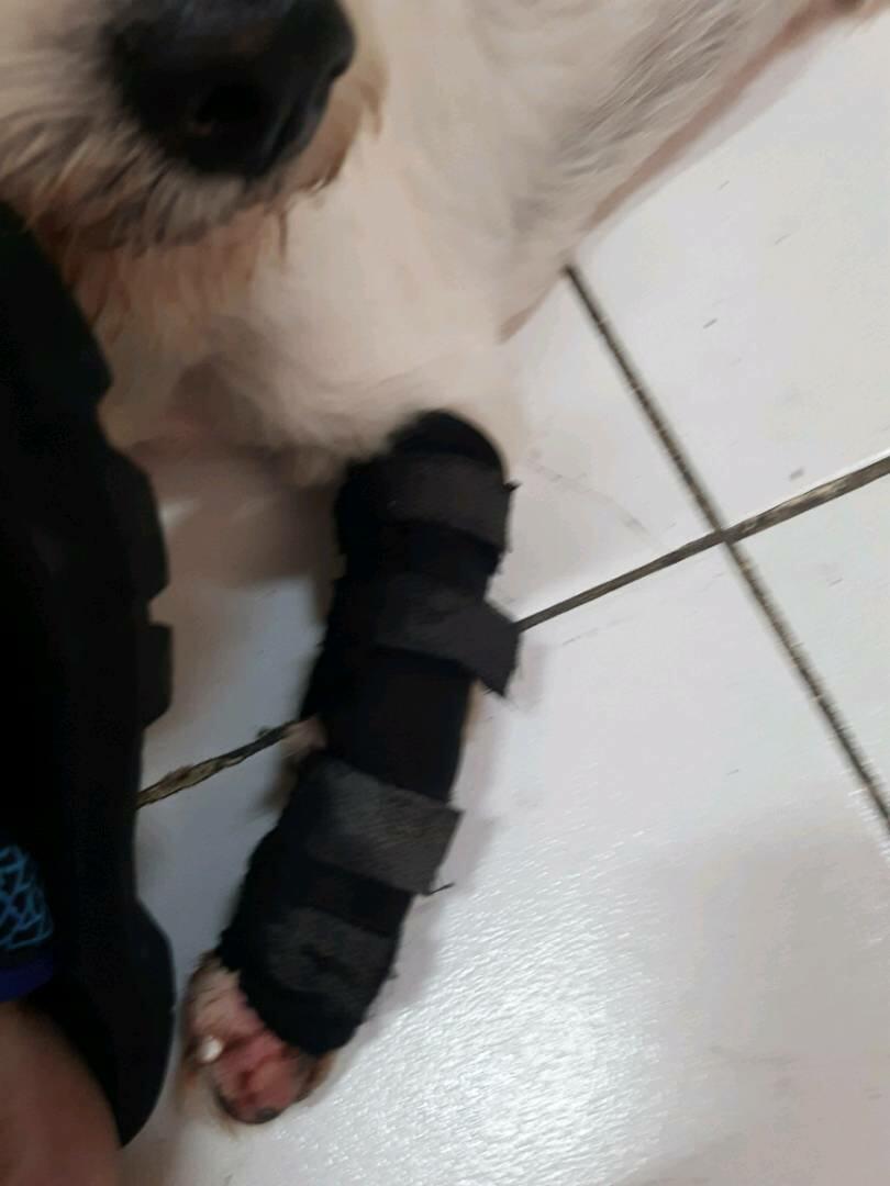 PltDave review photo