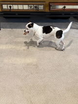 Ollie Foster review photo