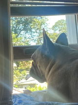 Scrappy review photo