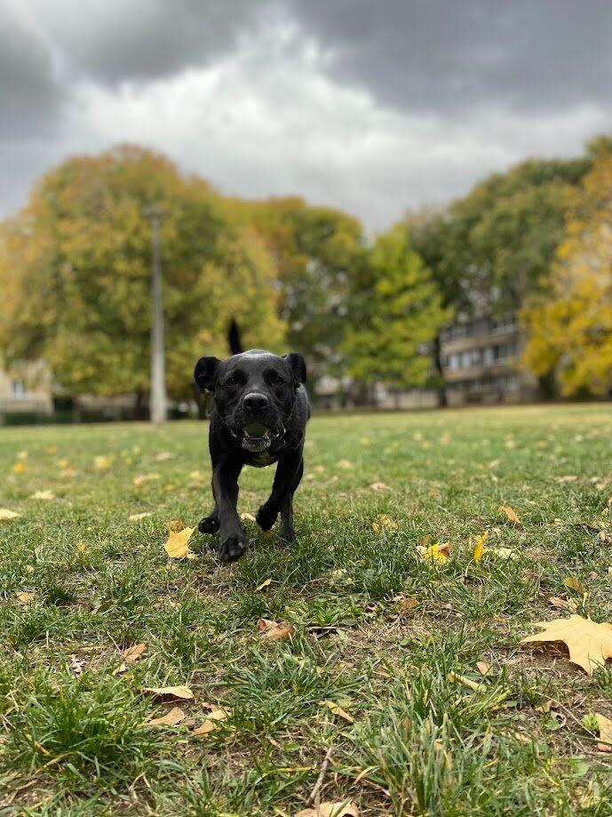 Wiss-Pet