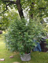 Dr. Green review photo