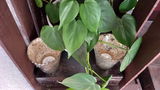 Rosi B. review photo