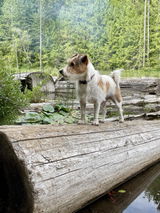 Piper review photo