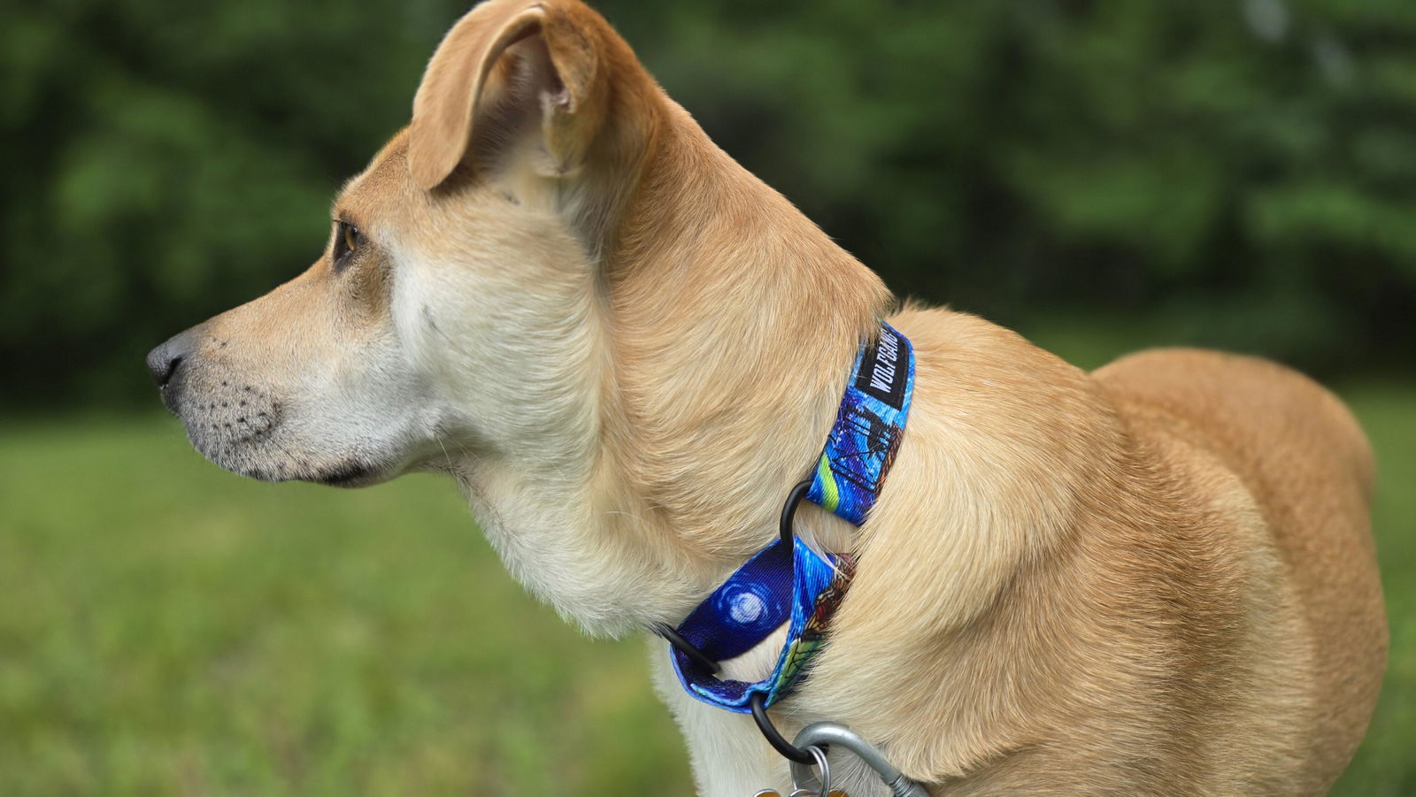 BuenaOnda Wide Dog Collar – Wolfgang