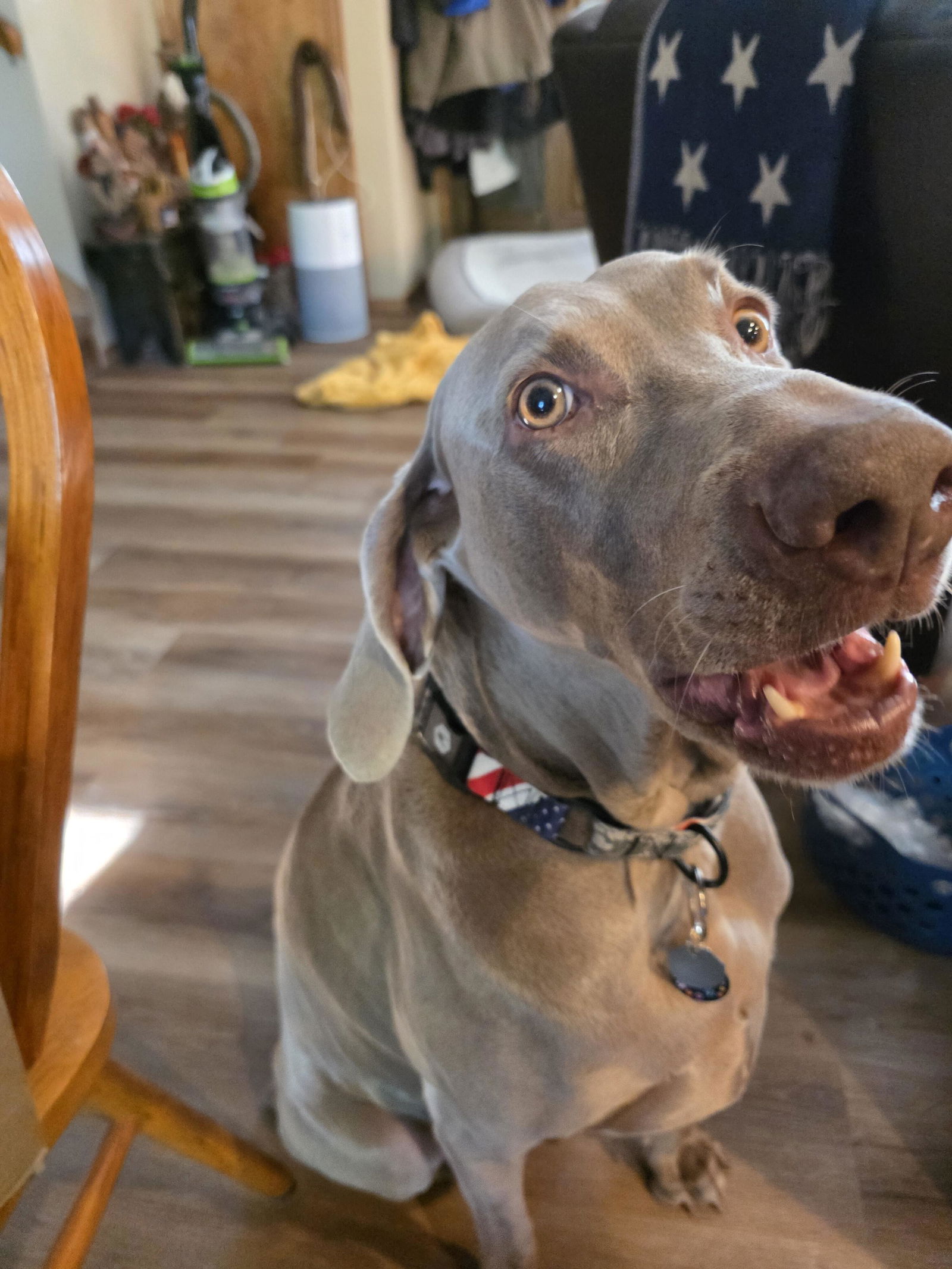 BuenaOnda Wide Dog Collar – Wolfgang