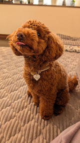 Teddy review photo