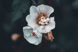 Vanessa G. review photo