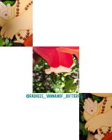 radhees_vannamof_butterflies review photo