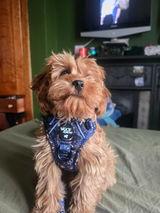 Molly review photo