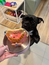 5" Pooches Cake