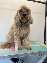 Cadi-Shack Mobile Dog Grooming review photo