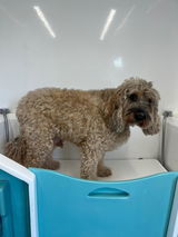 Cadi-Shack Mobile Dog Grooming review photo