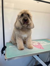 Cadi-Shack Mobile Dog Grooming review photo