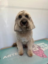 Cadi-Shack Mobile Dog Grooming review photo